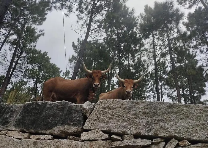 Tatil Evi Casa Do Corgo- Bubaces